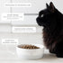 Pearhead Paws Off Ceramic Cat Bowl - Small Food and Water Bowl for Cats, Microwave & Dishwasher Safe