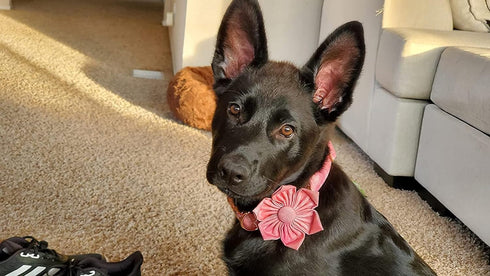 Elegant Little Tail Pink Girl Dog Collar for Female Dogs, Adjustable Pet Collar with Flower Gift for Large Dogs