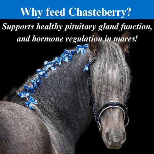 1 SU-PER Chasteberry Supplement for Horses - Supports Hormone Regulation & Healthy Pituitary Gland Function in Mares