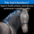 1 SU-PER Chasteberry Supplement for Horses - Supports Hormone Regulation & Healthy Pituitary Gland Function in Mares