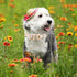 Elegant little tail Dog Collar with Leash, Sunflower Print Adjustable Collar for Small Medium Large Dogs, Soft Puppy