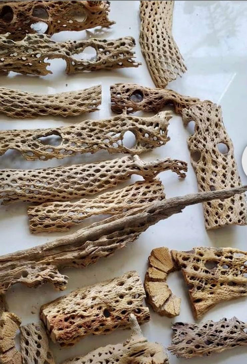 (1 lb 1 9) Teddy Bear Cholla Wood Shards Natural Hermit Crab Treats & Habitat Enrichment for Reptiles, Fish, Small