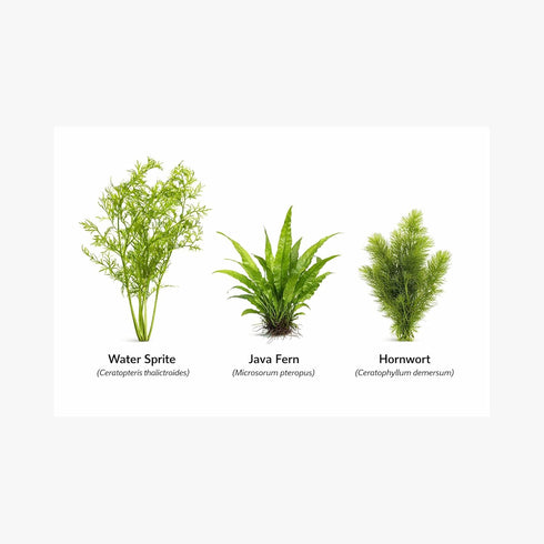 3 CO2 (3) Axolotl Live Plants Bundle - Species Starter Kit | Java Fern, Hornwort & Water Sprite - Cold Water Safe, No