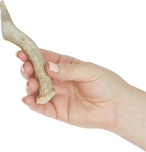 Prairie Dog Antlers | Whole North American Deer Antler | SMALL | Naturally Shed | Hand Harvested | 4-5.5 inches long