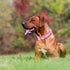 Martingale Collar for Dogs, Adjustable Pink Flowers Design, No Slip Collar for Large Medium Small Girl Dogs (S)