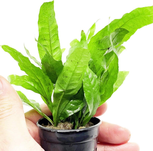 PLANTEREST BUY2GET1FREE Microsorium Pteropus Java Fern Potted Live Aquarium Plant Tropical Freshwater Decorations
