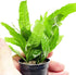 PLANTEREST BUY2GET1FREE Microsorium Pteropus Java Fern Potted Live Aquarium Plant Tropical Freshwater Decorations