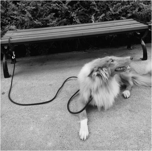 Tie Out Rope Dog Leash, Heavy Duty Nylon Check Cord for Medium Large Dogs, Indoor/Outdoor Playing (Black, 3/8" x 8ft)