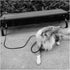 Tie Out Rope Dog Leash, Heavy Duty Nylon Check Cord for Medium Large Dogs, Indoor/Outdoor Playing (Black, 3/8" x 8ft)