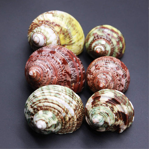 Unstained Natural Hermit Crab Shells, 6 PCS Pearl Turbo Seashell for Décor, Size 1.5" - 2"