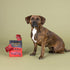 Fringe Studio Plush Dog Toy, Snack Attack, Hide & Seek Interactive Pet Toy, Pet Shop Collection