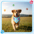 100 Set (31.5 21.7 21.7 Inch) Abbylike Pcs Paw Print Dog Bandanas Bulk Soft Triangle Kerchief Bibs Scarf for Pets Dogs
