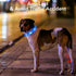 Light Up Dog Collars - Rechargeable LED Reflective Dog Collar for Night Walking - Adjustable Glow Collar (Blue, Small)