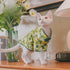 Traditional Culture Sphynx Hairless Cat Cotton T-Shirts, Pet Sweater Vest for Cats & Small Dogs (White Petunia Chi-Pao,