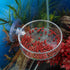 Senzeal 2PCS Shrimp Feeding Dish, Glass Aquarium Fish Tank Reptiles Round Feeder Bowl with Suction Cup