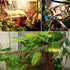 Hamiledyi 9.8FT Lizard Climbing Jungle Vines, Bendable Artificial Branch Reptile Tank Habitat Decor for Bearded Dragon,