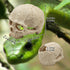 Reptile Aquarium Skull Decor, Snake Hideout Resin Skeleton Head Fish Hide, 4.7 × 3.5 × 3.7 Inch