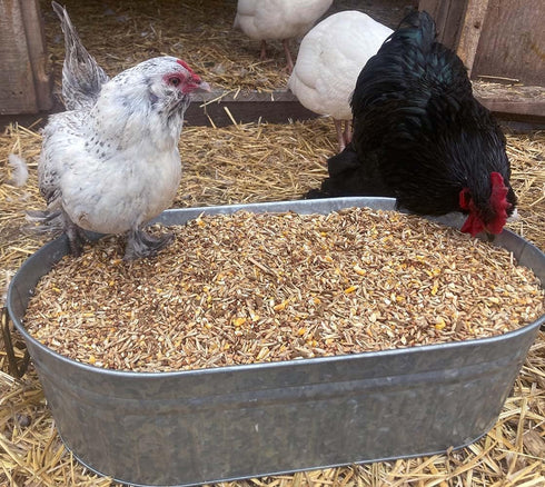 (10 Pampered Chicken Mama Premium Scratch Feed Treat - High Protein & High Calcium All-Natural Backyard Chicken Grower