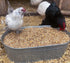 (10 Pampered Chicken Mama Premium Scratch Feed Treat - High Protein & High Calcium All-Natural Backyard Chicken Grower
