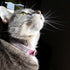 PUPTECK Basic Adjustable Cat Collar with Bling Diamond and Double Bells, for Kitten and Small Puppy, Pink, 10-13 in