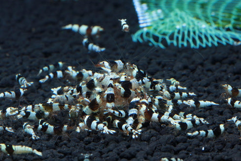 1/4 1/2 Inch (5 Count) Crystal Black S Grade Live Freshwater Aquarium Shrimp - to Long