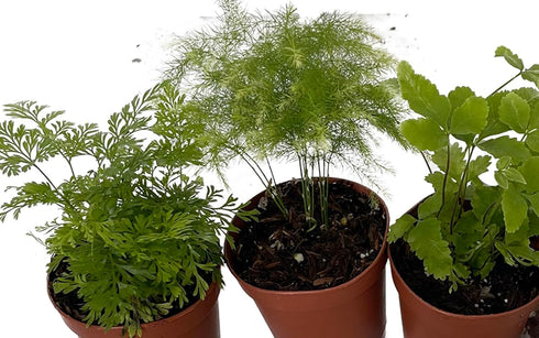 3 Plants-2" Mini Ferns for Terrariums/Fairy Garden - Live Plants - Different Pots
