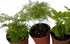 3 Plants-2" Mini Ferns for Terrariums/Fairy Garden - Live Plants - Different Pots