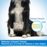 50pcs Pet Soft Dog Diapers Male - Disposable Male Dog Wraps Wetness Indicator, Ultra Absorbent Doggie Diapers