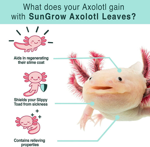 SunGrow 10 Pack Axolotl Indian Almond Leaves, 5-Inches for Aquarium Water Quality Improvement
