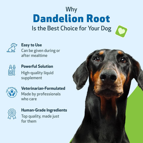 Pet Wellbeing Dandelion Root for Dogs - Certified Organic Herbal Supplement for Liver, Heart Health, 2 oz