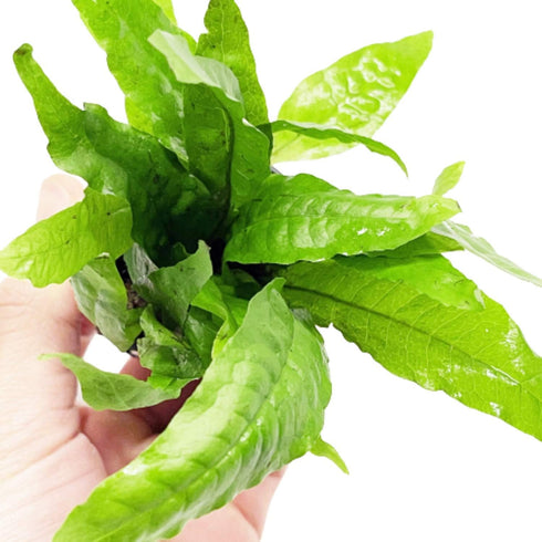 PLANTEREST Microsorium Pteropus Java Fern Potted Live Aquarium Plant Tropical Freshwater Decorations BUY2GET1FREE