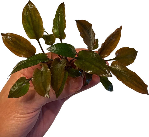 Generic 3 Pack, Cryptocoryne wendtii Red Live Aquarium Plants, Indoor Aquatic Plant
