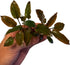 Generic 3 Pack, Cryptocoryne wendtii Red Live Aquarium Plants, Indoor Aquatic Plant