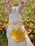 Lionet Paws Halloween Dog Collar with Bowtie - Adjustable Cute Cotton Fall Collar with Metal Buckle for Small Medium