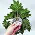 FLmoving 2-Pack(Philodendron Reptile Plants for Terrarium, Amphibian Habitat Decor Artificial Hanging Plants