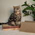 Necoichi Cardboard Cat Scratcher Bed for Indoor Cats, Cat Scratching Board (16" Regular, Replacement 2 Pads)