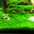 2 LB Freshwater Planted Aquarium Substrate - Aquatic Plant Cultivation Medium