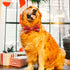 60 Pcs Christmas Dog Collar Bow Ties Bulk, Warm Snowman Detachable Bowties for Small Medium Large Dogs, Cat Grooming