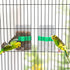 Hypeety Bird Water Feeder Dispenser, Automatic Parrot Water Feeder Cup 200ml / 7.05 oz Clear Bird Cage Feeder