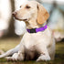 Adjustable Dog Collars for Medium Dogs, Heavy Duty Waterproof with Quick Release Buckle, Reflective Nylon Collar (M,