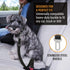 Active Pets Dog Car Seat Belt Harness, Safety Travel Restraint System for Small to Large Dogs, Black 1pk
