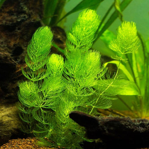 Generic Bacopa Monnieri and Hornwort Aquarium Plant Bundle- Live Freshwater Plant for Aquascaping, Low Maintenance