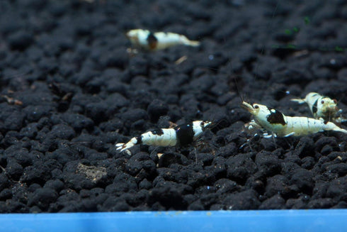 1/4 1/2 inch (5 Crystal Black Shrimp SS Grade - Live Freshwater Aquarium Shrimp - to Shrimp)