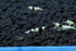 1/4 1/2 inch (5 Crystal Black Shrimp SS Grade - Live Freshwater Aquarium Shrimp - to Shrimp)