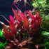 Generic 3xAlternanthera Lilacina Plants, Live Aquarium Plant | Deep Purple & Red Aquatic Stem Plant for Stunning