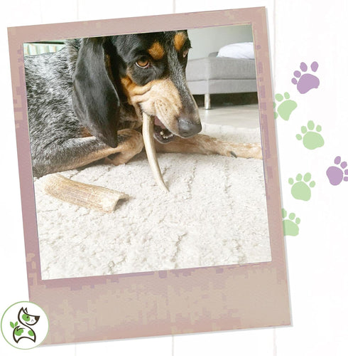 Nature Gnaws Antlers for Dogs (1Lb) - Mix of Elk and Deer Antler - Variety of Split and Whole Pieces for Aggressive