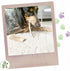 Nature Gnaws Antlers for Dogs (1Lb) - Mix of Elk and Deer Antler - Variety of Split and Whole Pieces for Aggressive