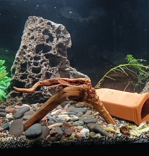 10pcs Natural Small Spiderwood Driftwood for Aquarium Decor, Freshwater Reptile Driftwood, 5-6inch