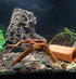 10pcs Natural Small Spiderwood Driftwood for Aquarium Decor, Freshwater Reptile Driftwood, 5-6inch
