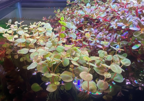 Plants(100+ 8 oz Red Root Floater Live Aquarium Leaves) Phyllanthus Fluitans, Cup